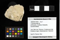 Foto (Objekt + Etiketten) von ? Goniodromites sp. 